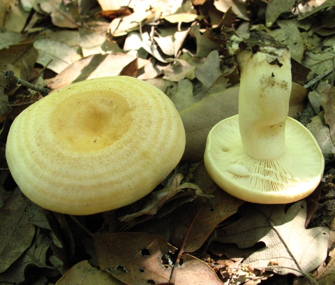 Lactarius (cfr. Lactarius chrysorrheus/L.zonarius)